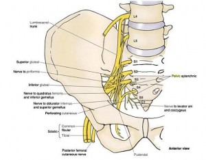 pelvic-nerves-sacral-plexus-2